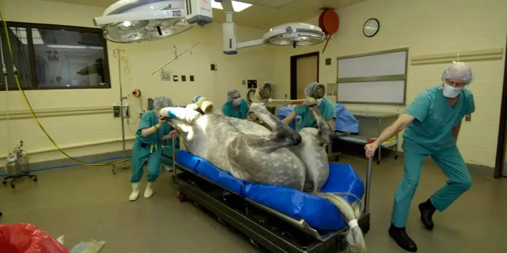 
VSA-7B02 Vacuum Splint Veterinary Equipment Horse Veterinary Surgery Mattress 