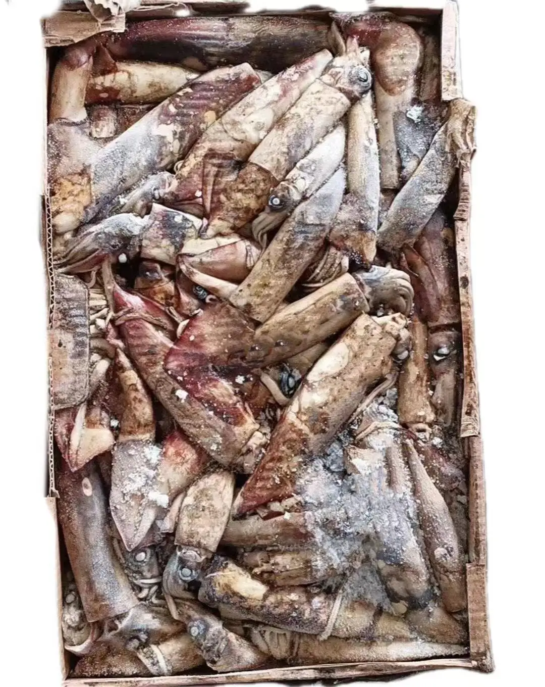 2024 New Season High Quality Competitive Price Frozen Small Size Giant Squid