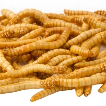 Wholesale Meal Worms Dried Poultry Feed Dried Mealworms