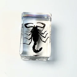 wholesale resin crafts  paper weight teaching resources real insect specimen paperweight acrylic paperweight