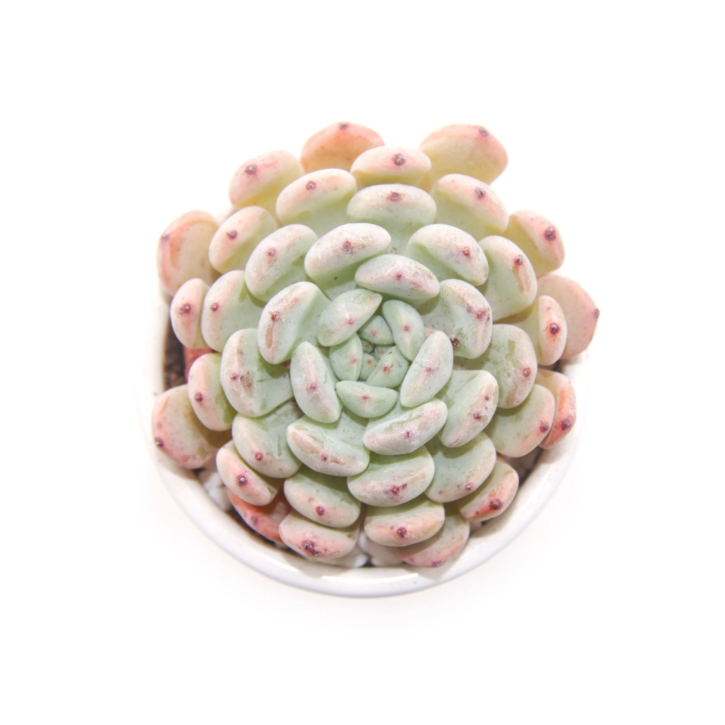 
factory direct sale green color succulent plant Echeveria cuspidata var.zaragozae Kimnach 