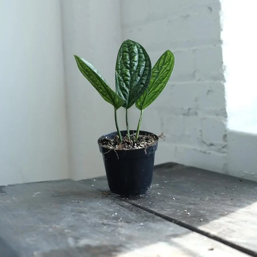  Высшая редкая монстера Перу также известная как Monstera karstenianum sp бонсай живое растение для любителей