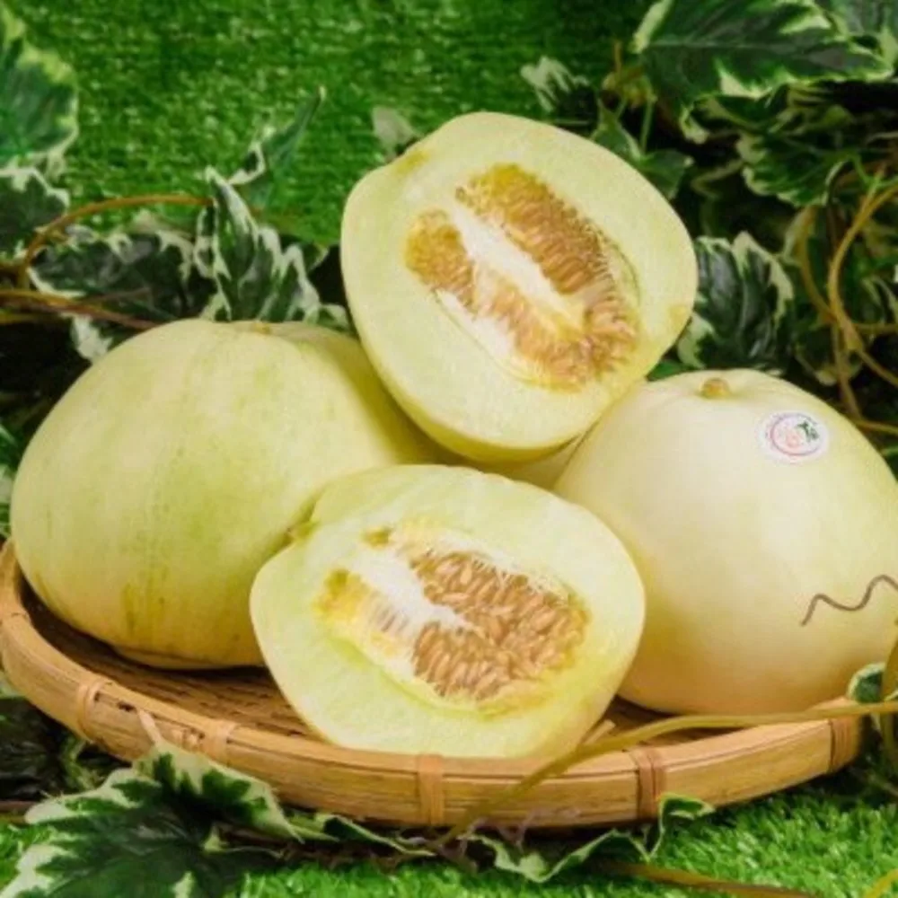 High Quality Fresh Honeydew Round Pear-shaped (pyrifrom) Melon Premium Grade ISO Certification Made In Viet Nam