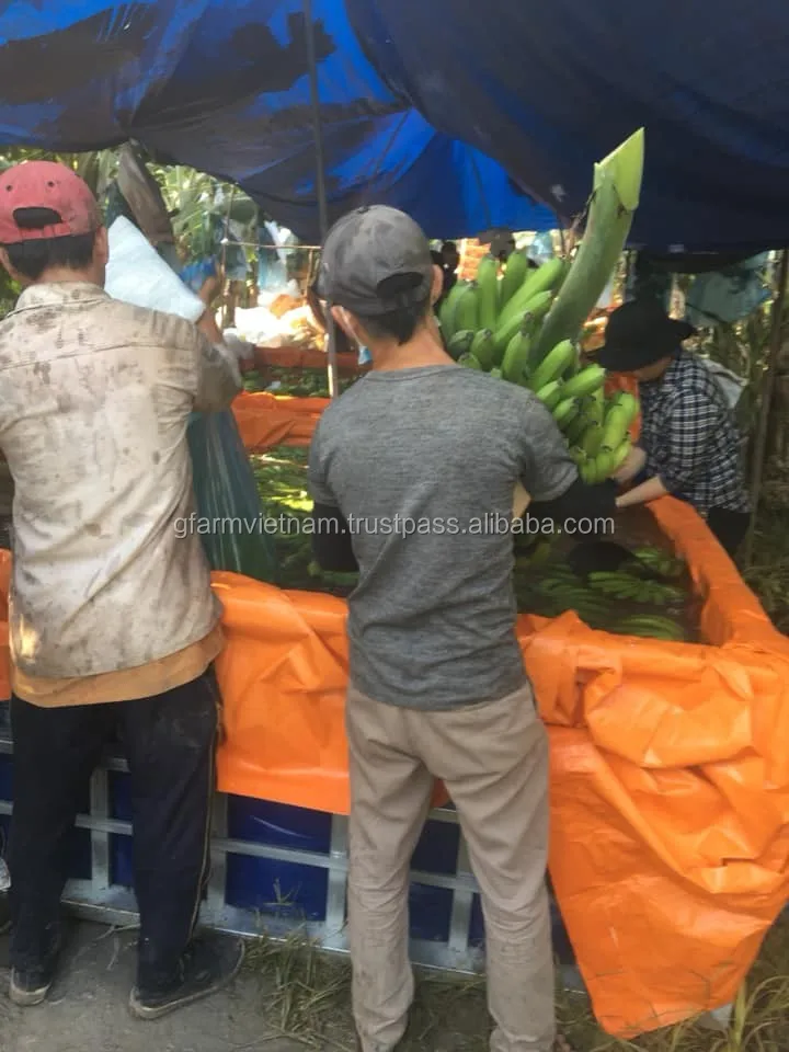 
2020 Premium banana cavendish for sale 