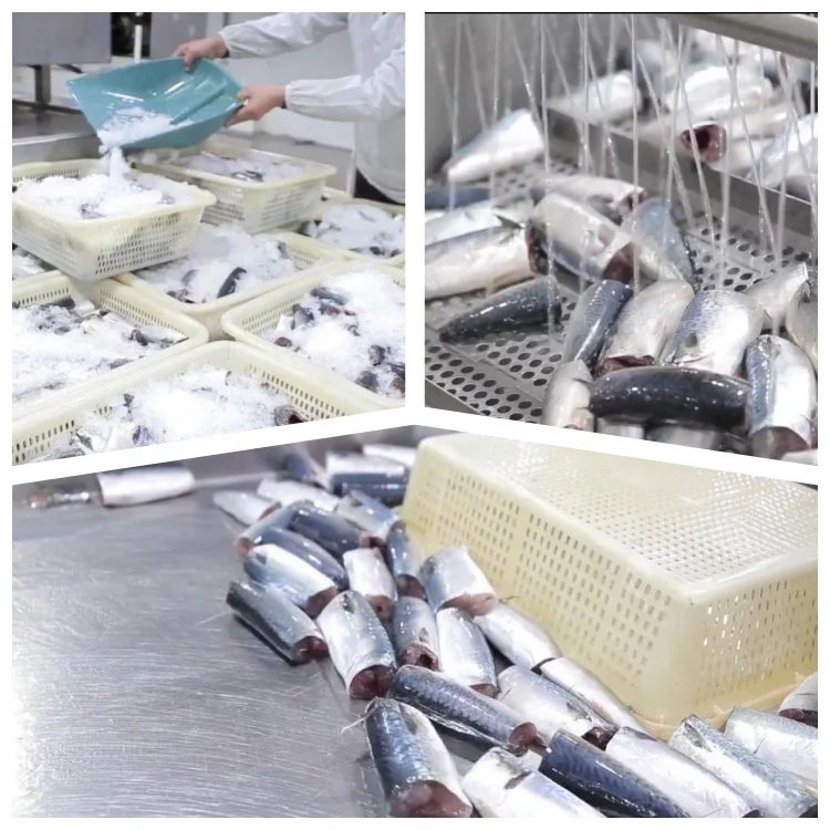 Wholesale Club type canned sardines 125g  fish in oil for Ghana market