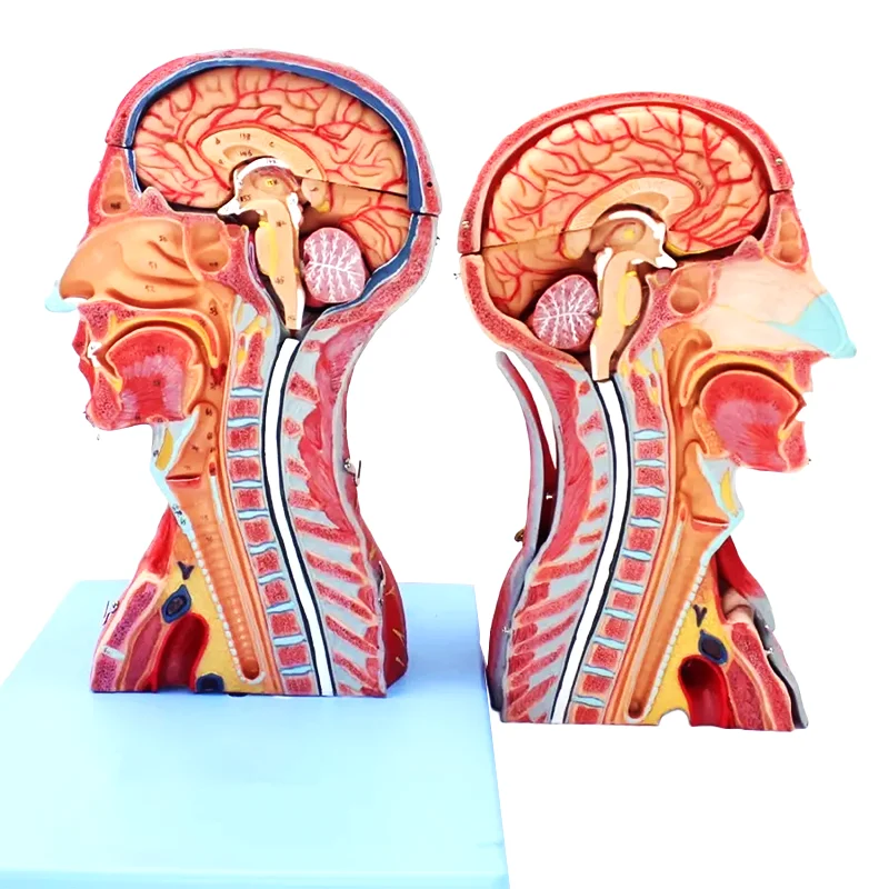 Медицинская профессиональная Анатомия человека модель нейроэнцефалона для головы и шеи
