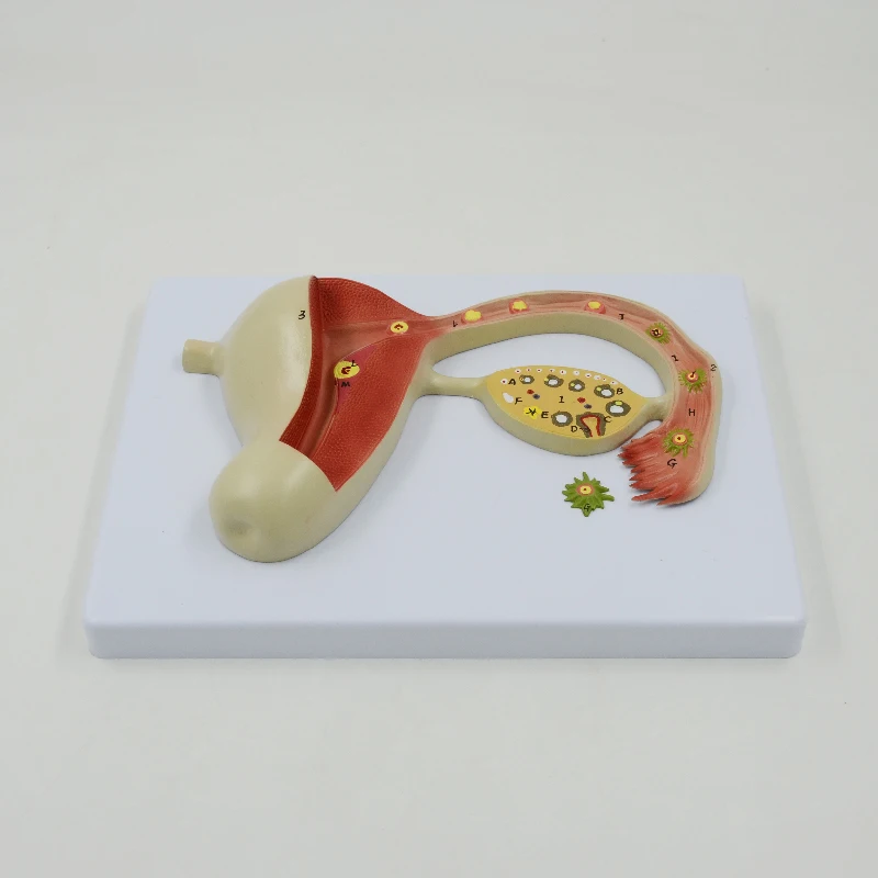 Ovary анатомическая модель женская репродуктивная система анатомия матки обучающее оборудование медицинский подарок Обучающие ресурсы