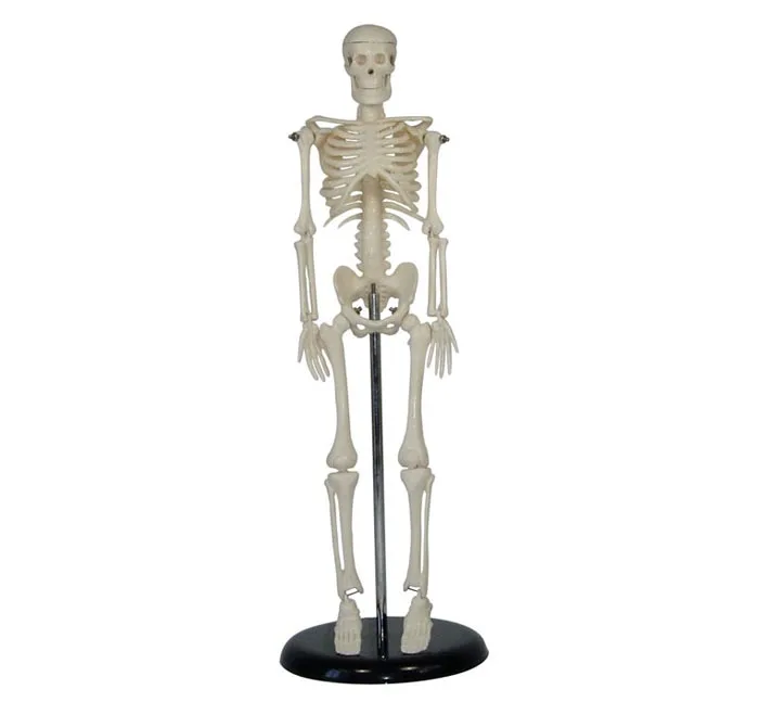 Mini Skeleton, Anatomical Skeleton Model, Flexible Skeleton