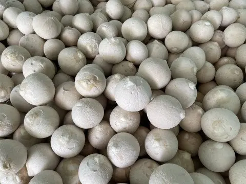 Siamese Coconut - Competitive price in the export market in 2022 with high product quality