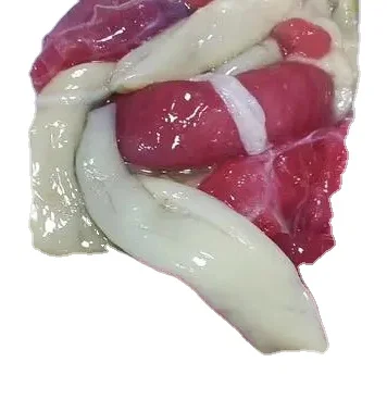 Good Quality Frozen Squid Eggs Frozen Indian Ocean Squid Roe