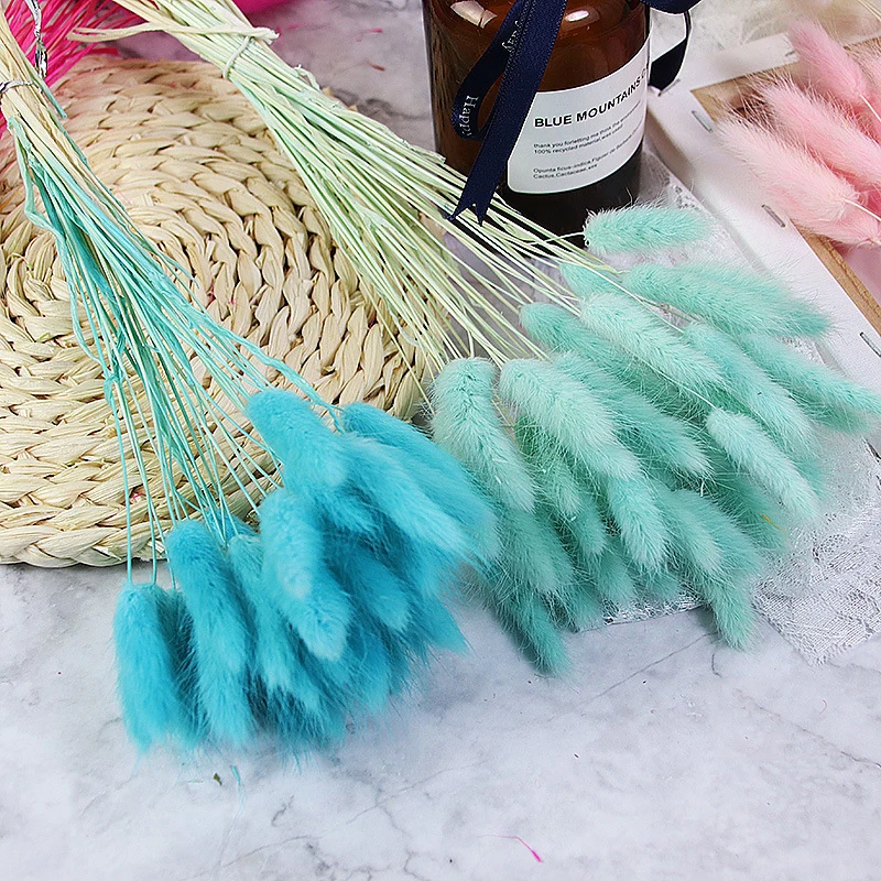 Dried Flowers Lagurus Ovtus Foxtail Grass Rabbit Tail Bunny Tails Wholesale Decorative Real Natural for Wedding Home Decor