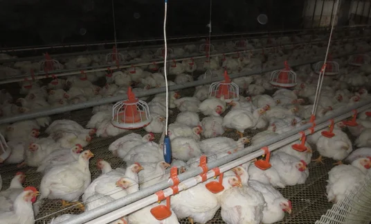 Floor Type Poultry Management Feeder with Automatic Feeding System