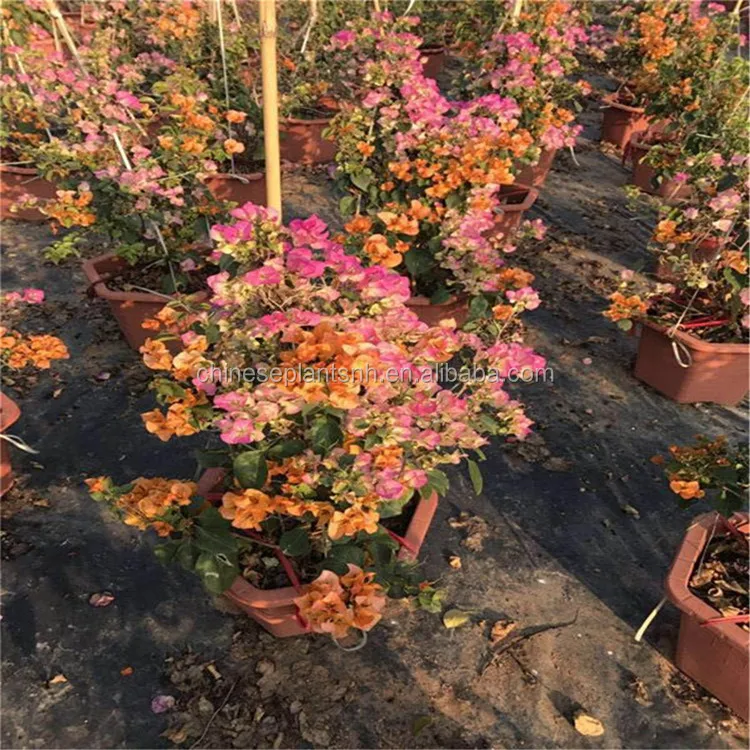 Бугенвиллеи завод