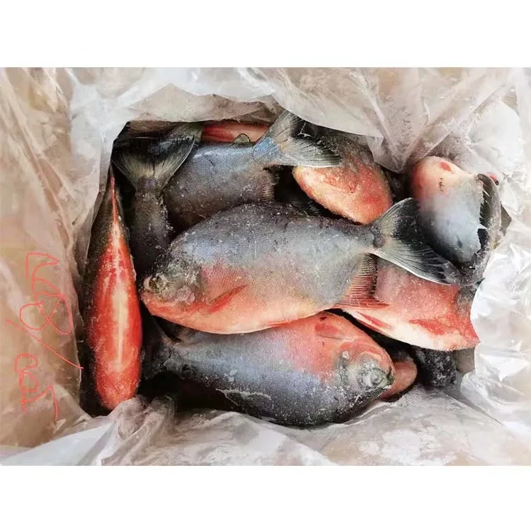 China export frozen pomfret fish red pacu frozen red pomfret fish colossoma brachypomum