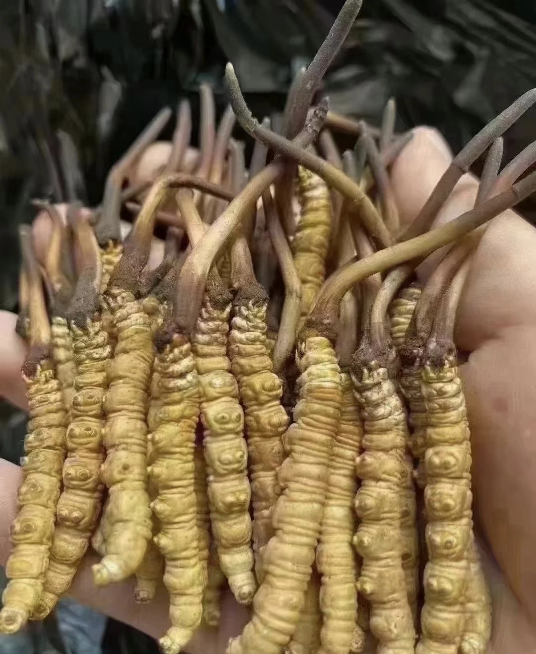 Органические полудикие кордицепсы sinensis товары для здоровья трава червя