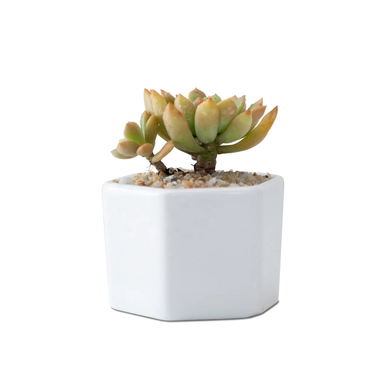 Wholesale desktop bamboo tray white mini ceramic small plant succulent pot