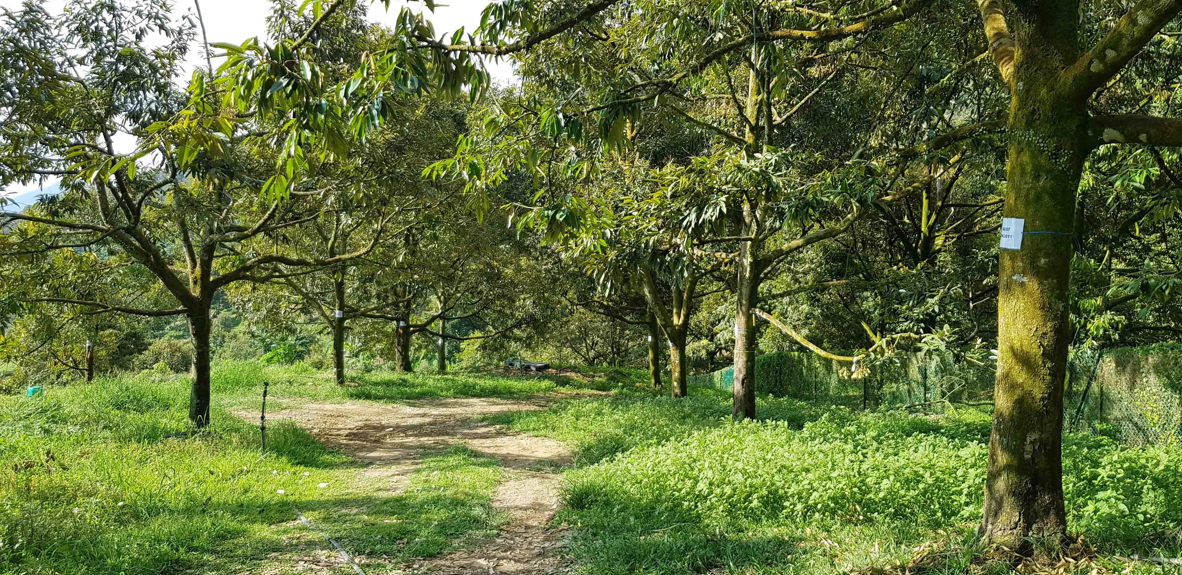 Премиум качество 2 кг замороженный Вакуумный пакет D197 Musang Durian из малайзии