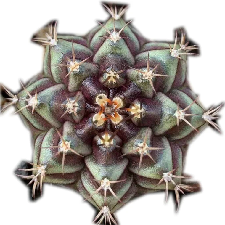 
Rare Cactus Gymnocalycium mihanovichii Britton & Rose hybrid from seeds 3-4cm 