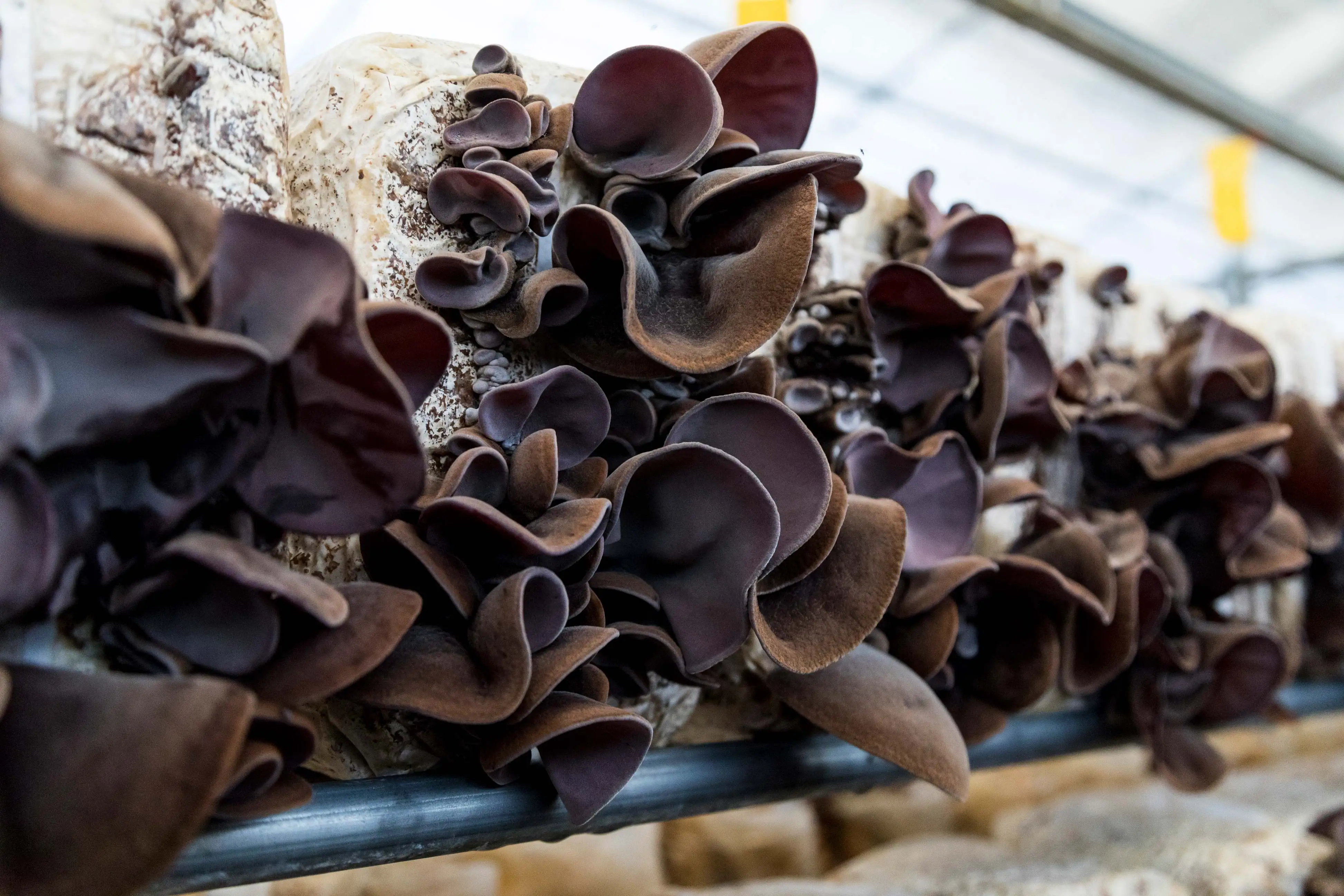 
Wholesale rich in dietary fiber mushroom ear the edible fungus prices 