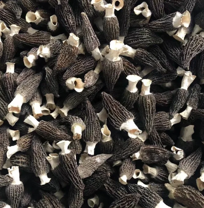 wholesale morel mushrooms 4-6cm Delicious edible raw dried morel mushrooms for sale