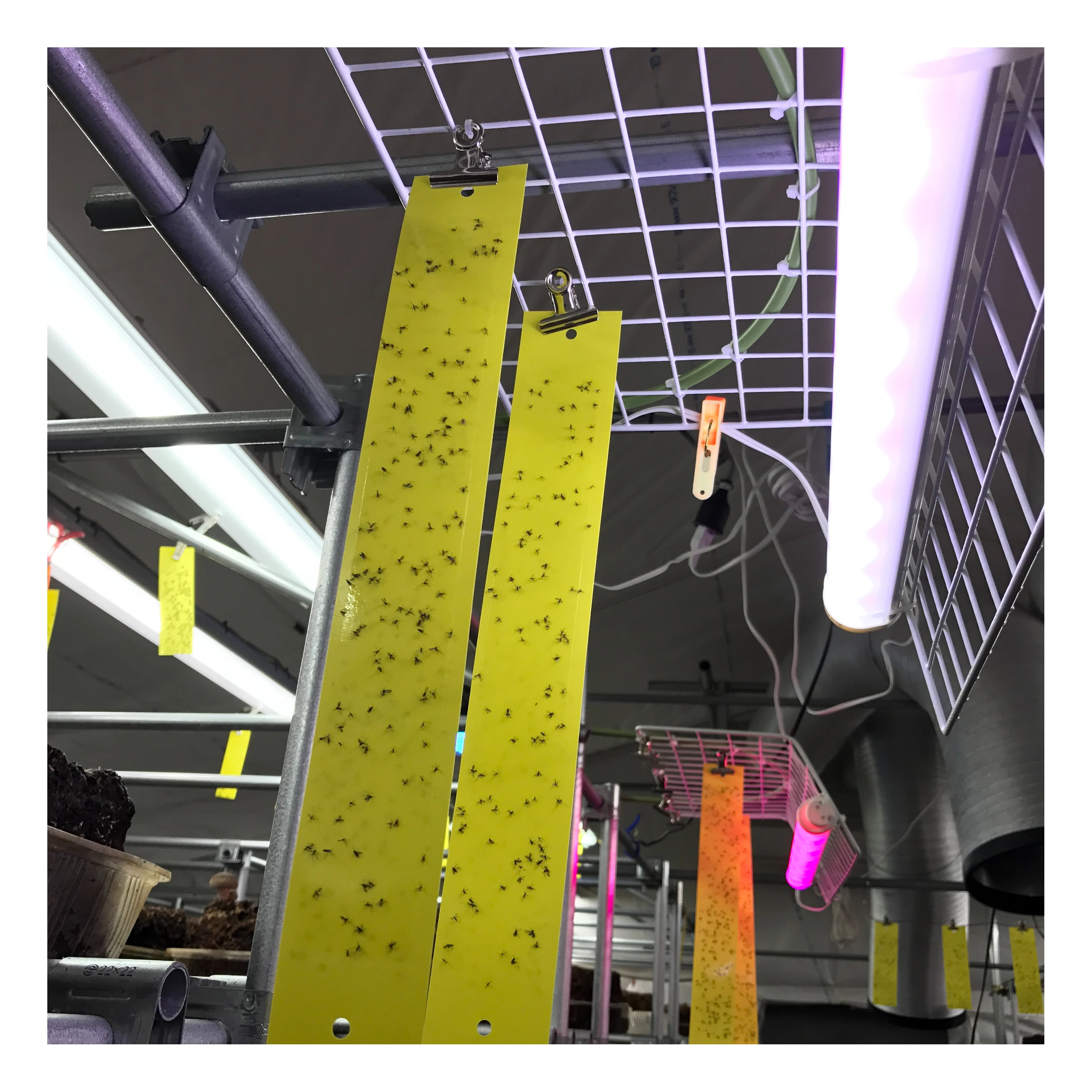 Insect sticky glue trap with safe protection function for sale