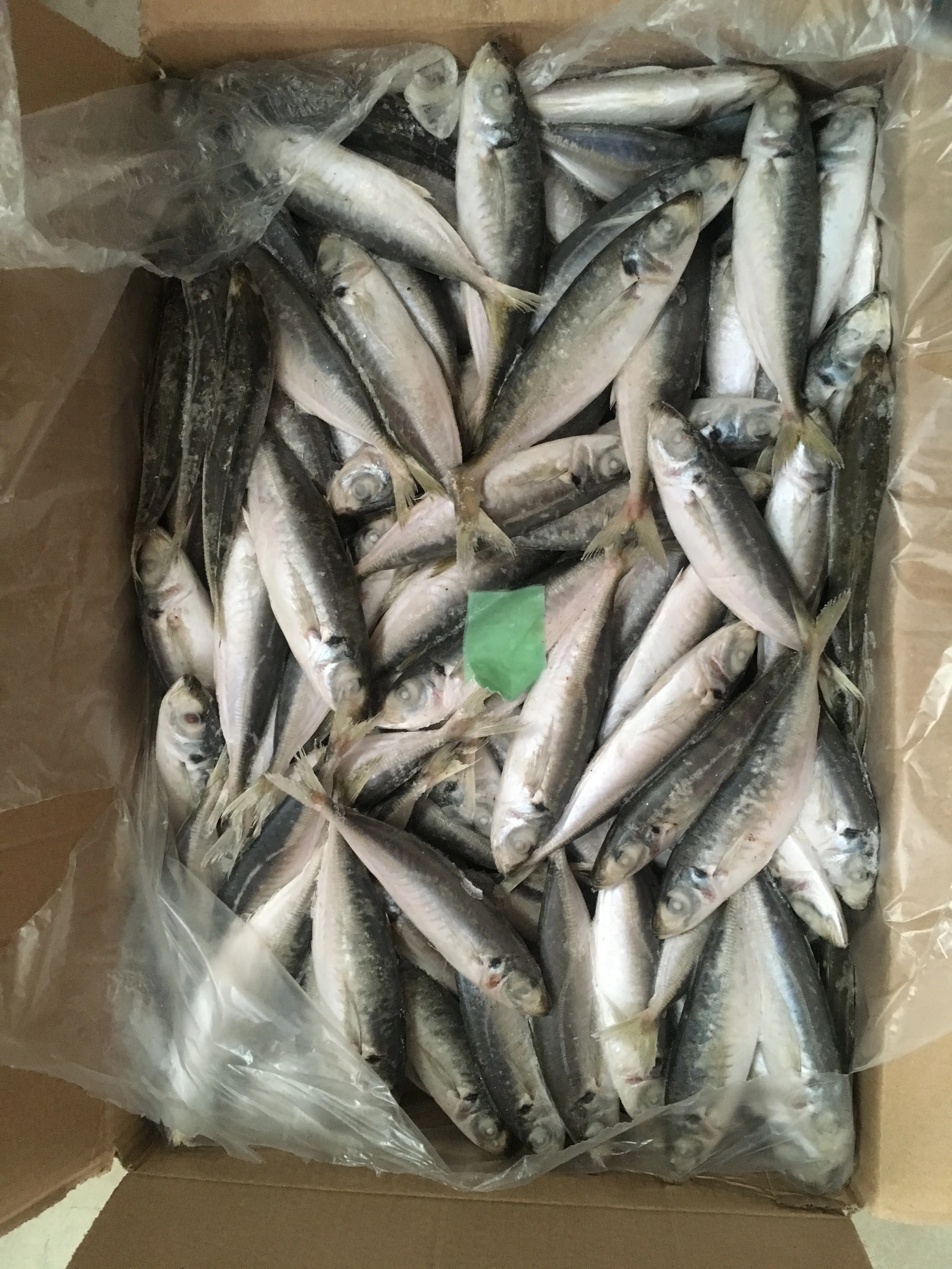 Cheap Price Fish Whole Sales Frozen Horse Mackerel Fish Round Scad Fish
