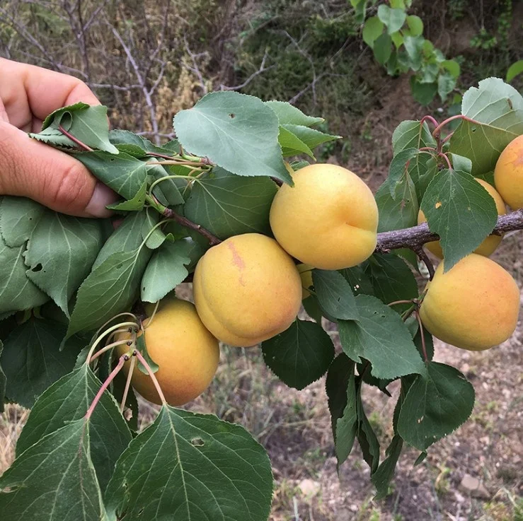High quality woody plants Apricot fruit trees seedling live plants tree