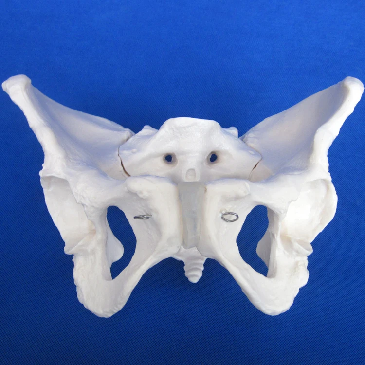 HOT Adult Female Pelvis Model, Human Teaching Anatomy Model Bone Pelvic Floor 3D Medical Simulation Phantom
