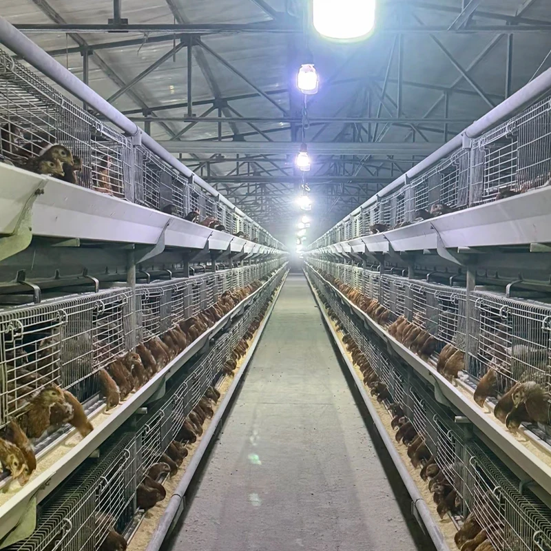 Multifunctional H-Type Steel Chicken Coop Automatic Poultry Farm Layer Battery Chicken Cage Used for Laying Hens and Farming