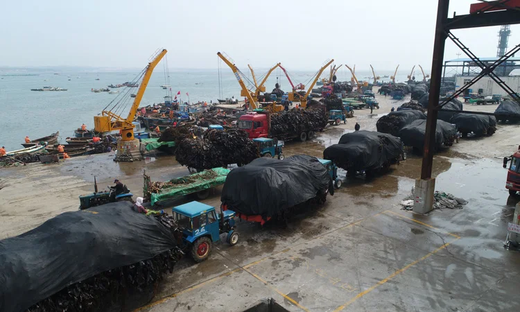 2022 Chinese Factory Best Quality Dried Cut Laminaria Seaweed Kelp Slice