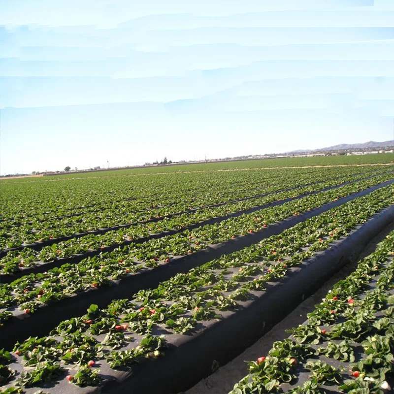 mulch film plastic mulch greenhouse plastic