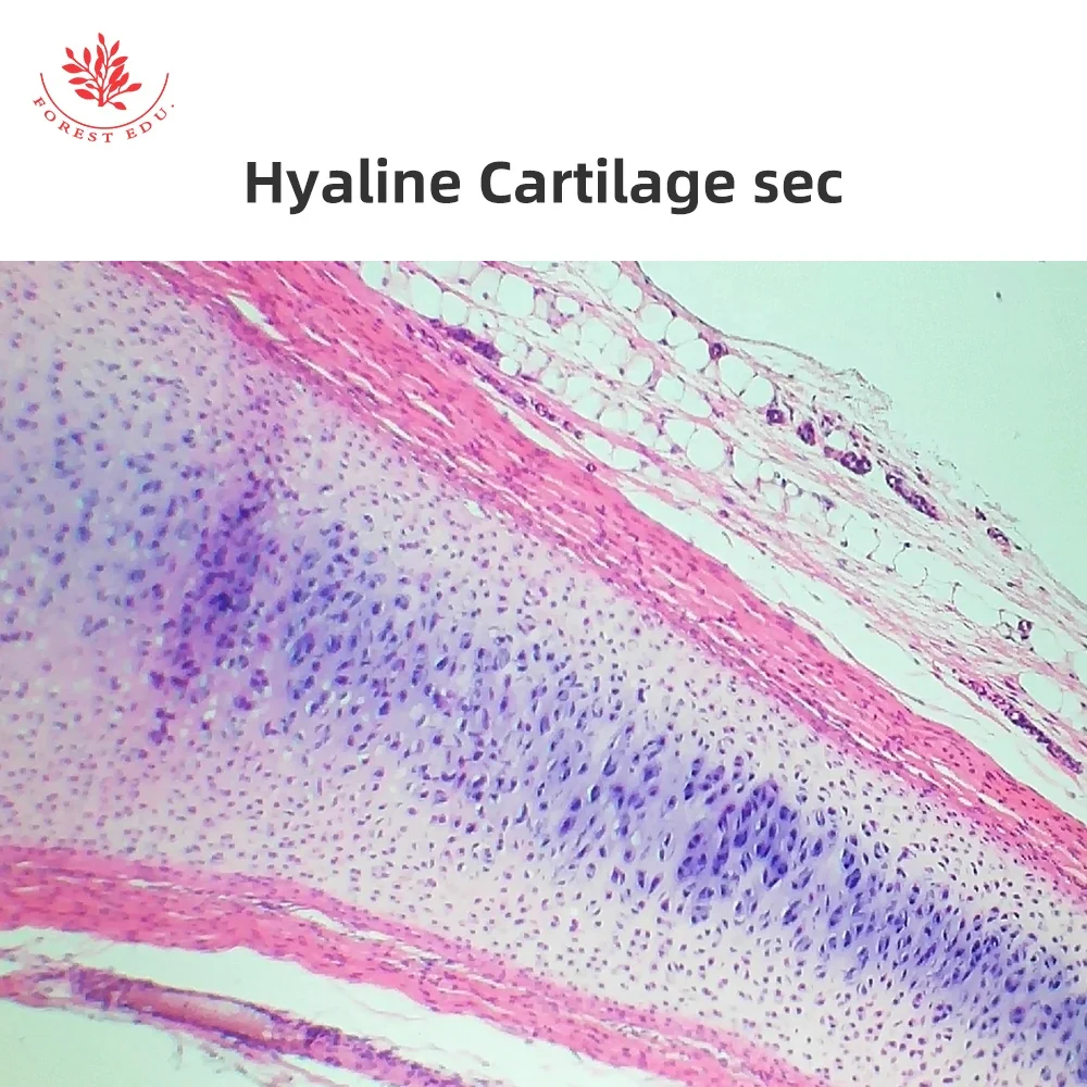 Microscope Prepared Slides 5pcs Connective Tissue Slide Biology High Quality Best Price For Educational Purpose Histology Slides