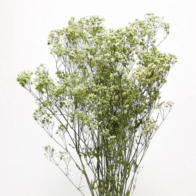 ZanTe 2022 big bunch real touch wedding cream white dried nature preserved baby breath Gypsophila Paniculata babybreath flowers