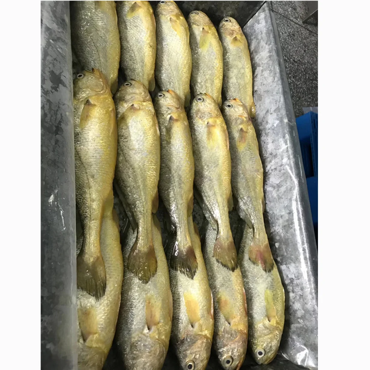 Frozen yellow  Croaker fish sale market