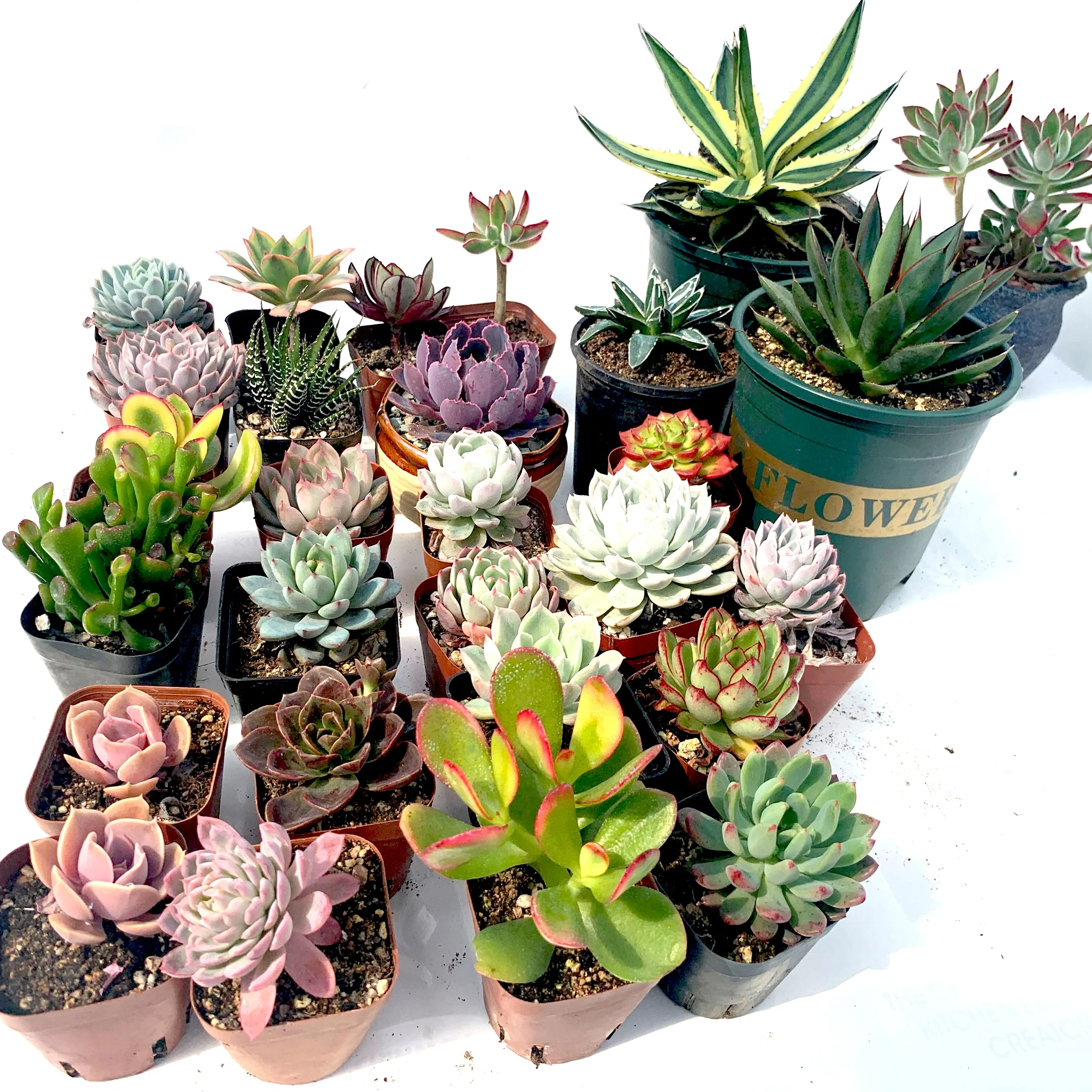 
wholesale New design Haworthia cooperi Baker farming succulent plants for Home and Office Decor 