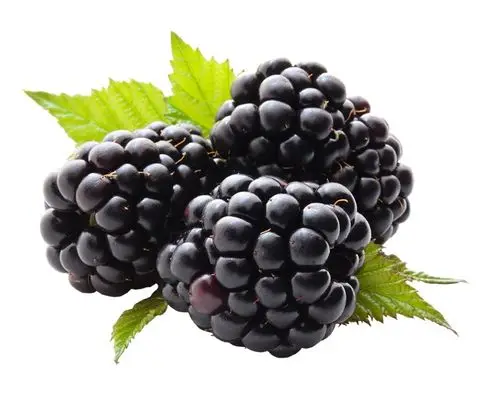 IQF frozen Organic Blackberries Premium Frozen fruit frozen blackberry Fruit