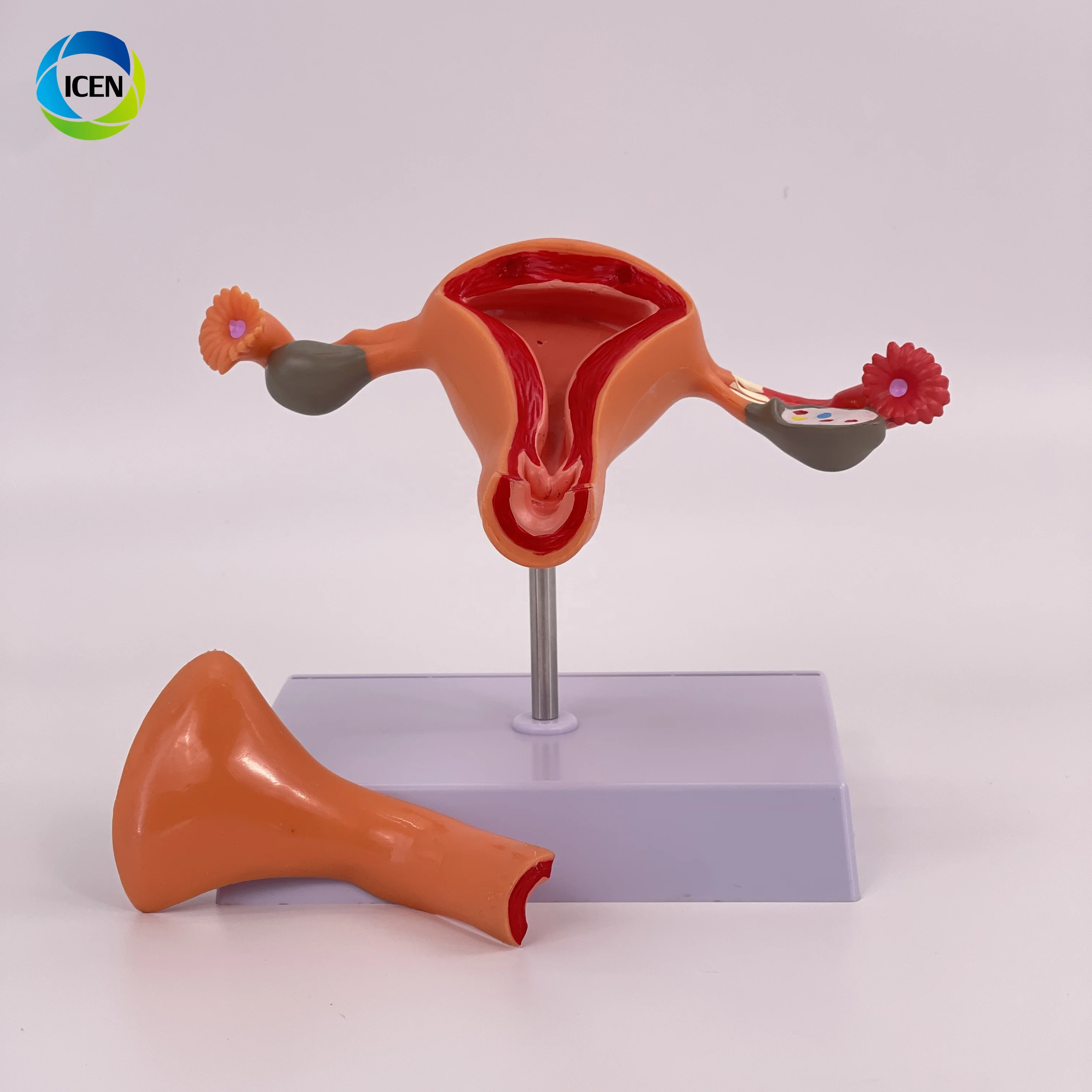 IN-M2 Medical Science Magnified Human Anatomical Model Normal Educational Models Human Anatomy Uterus Model