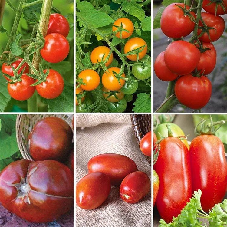  High yield vegetable seeds red tomato