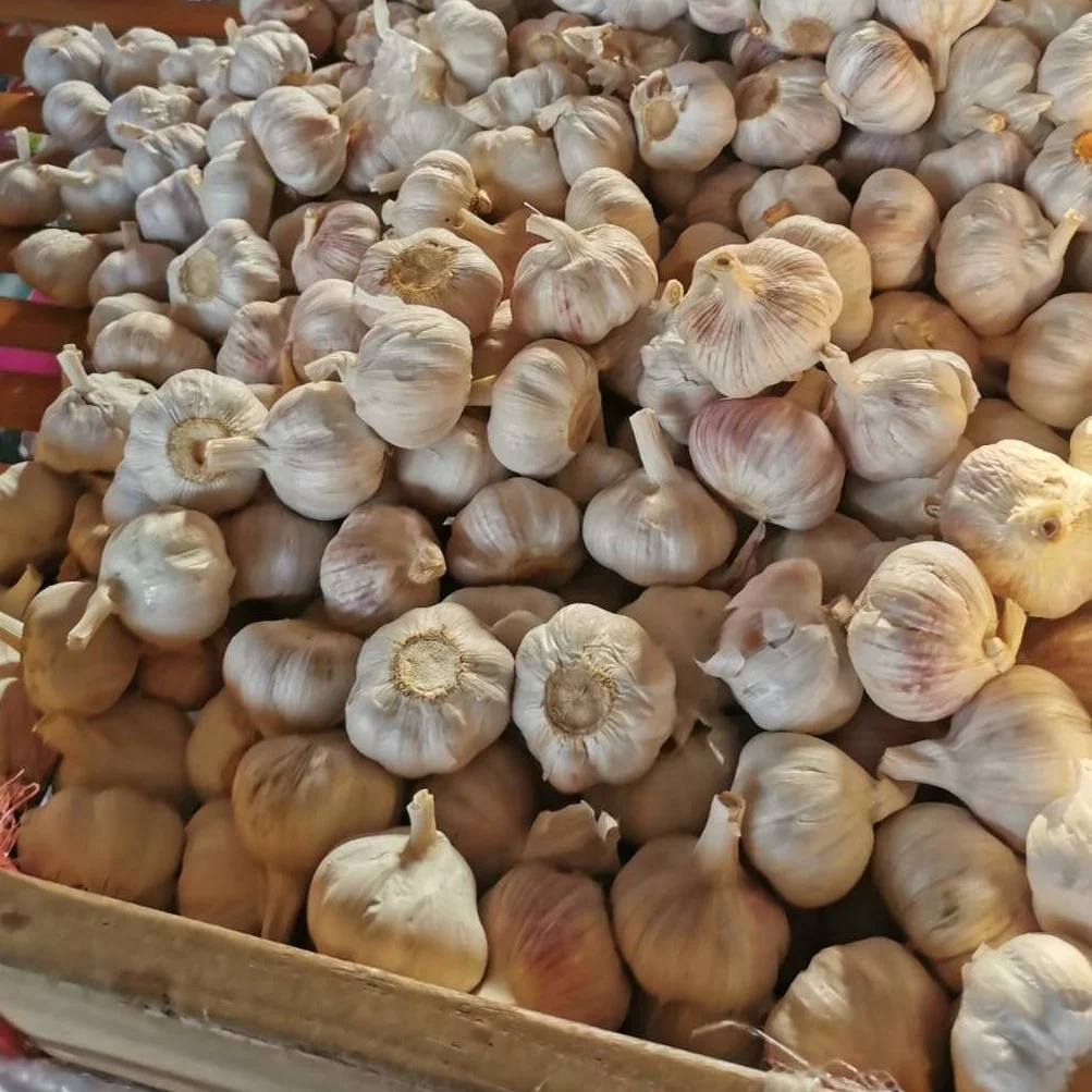 chinese garlic price / low rates fresh garlic of high quality / small packing white garlic