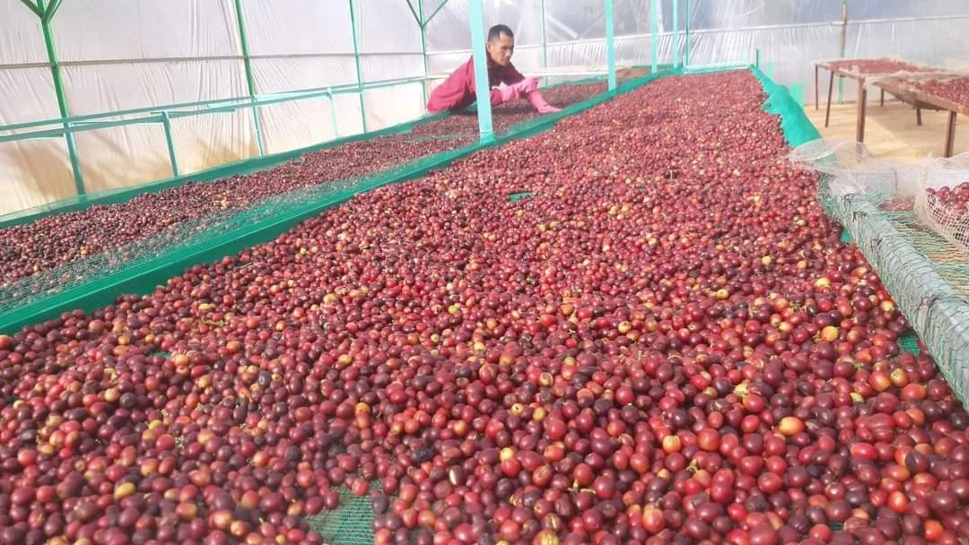 
Premium Arabica Coffee bean 