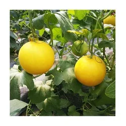 f1 hybrid hami cantaloupe melon seeds