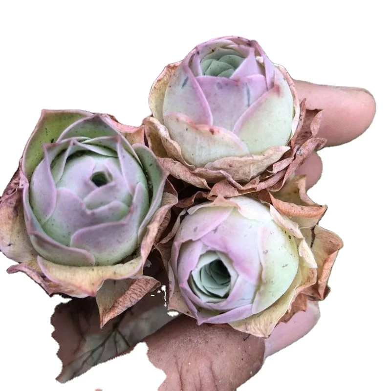 Wholesale of succulent plants Indoor ornamental plants   Greenovia