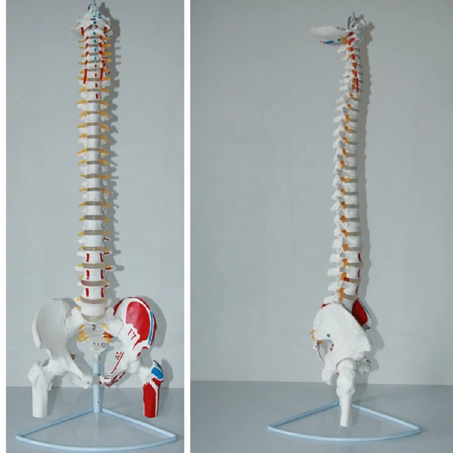 The model of occipital spine pelvis head of femur and spinal nerves with muscle