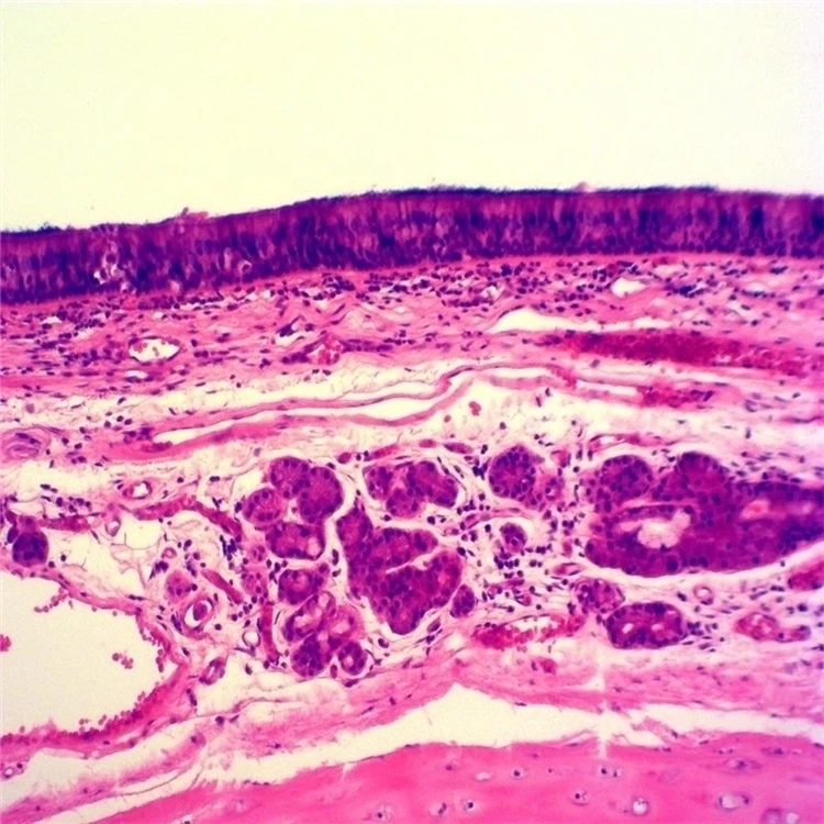 Factory Microscope Prepared Teaching Slides Professional Led Binocular Biological Lab Using Microscope Prepared Teaching Slides