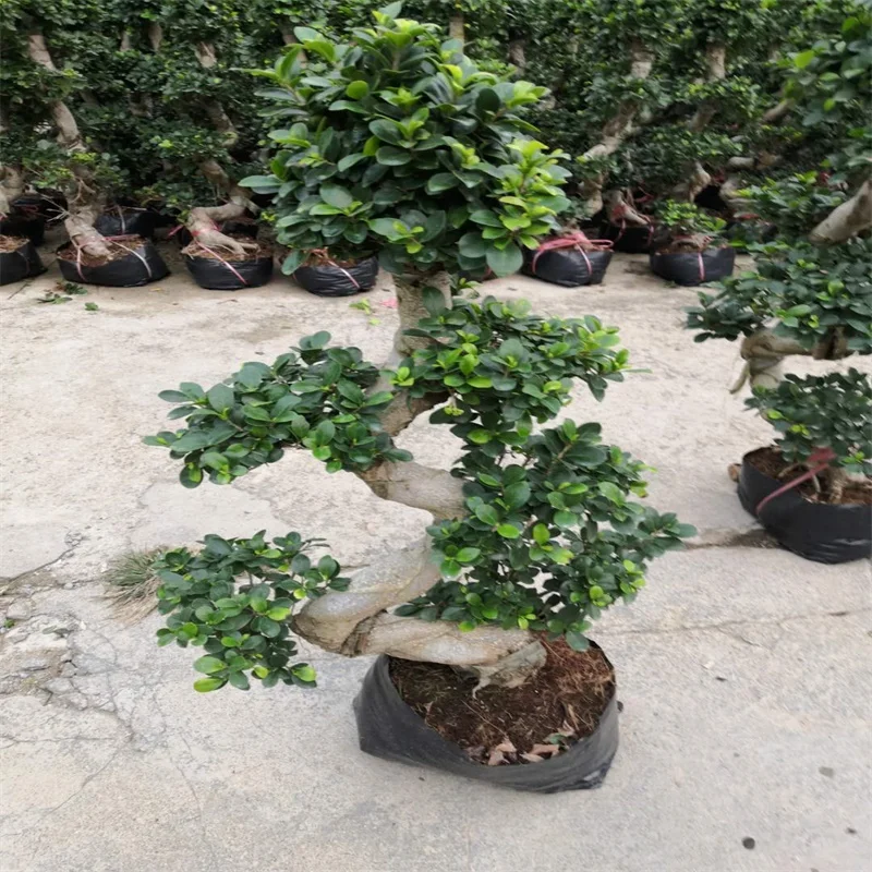 Large Ficus Cascade Bonsai ficus bonsai nursery