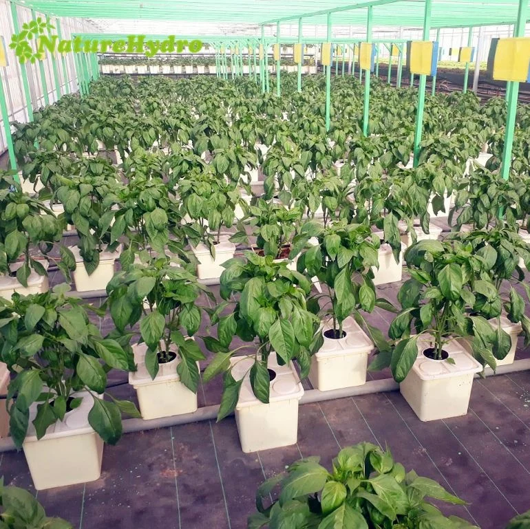 High Quality Dutch Bato Bucket Wholesale Hot Selling Hydroponic for Tomato Greenhouse