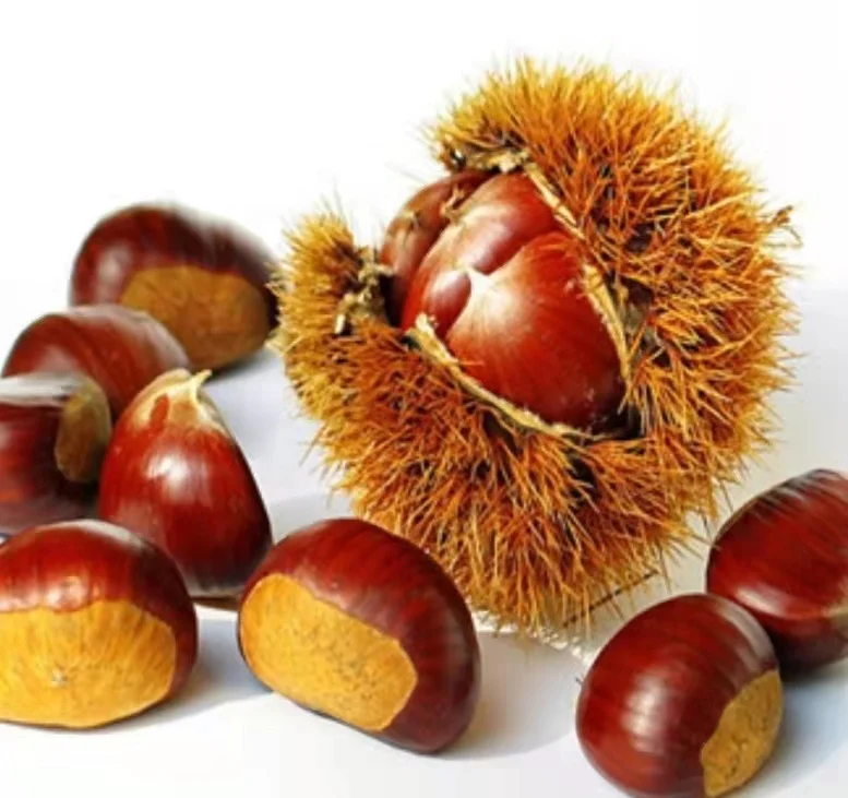 2021 New Crop fresh  chestnut Chinese chestnut on sale