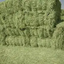 Top Quality Rhodes Grass hay bales From Pakistan