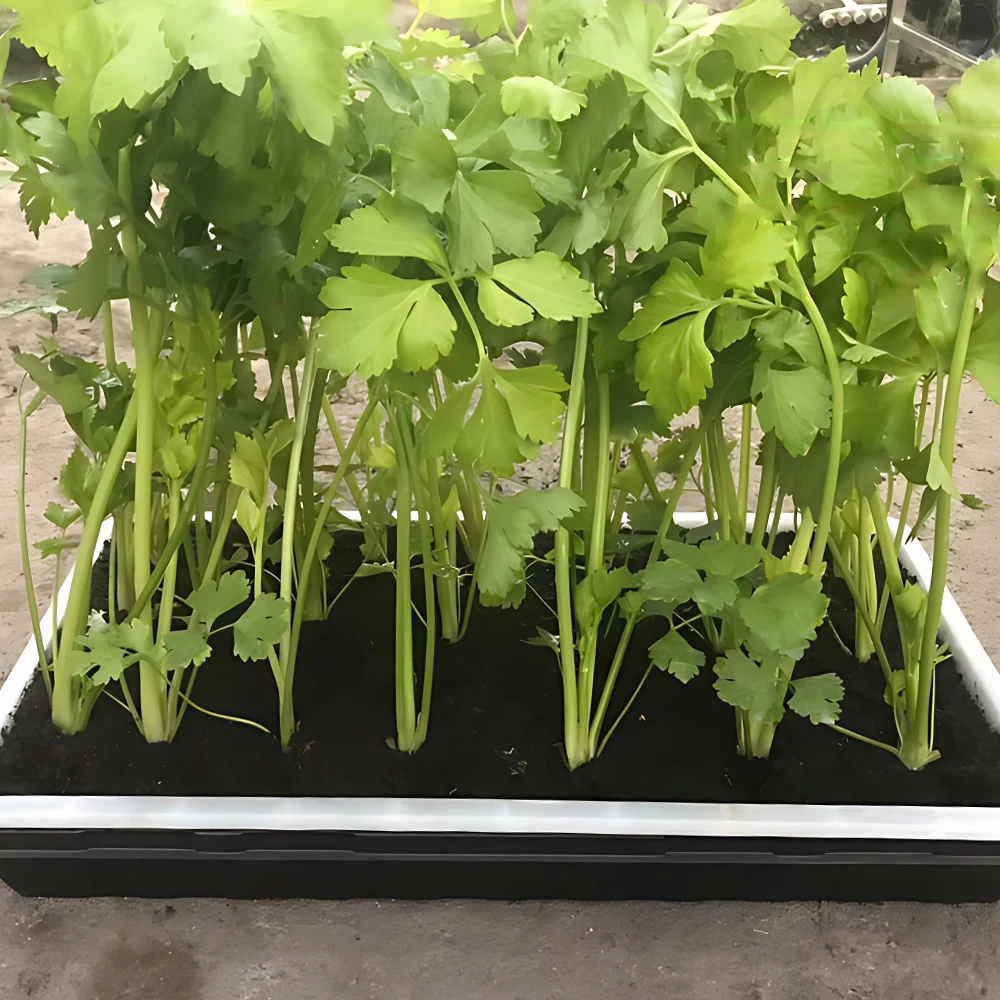 Plastic PP Seeding Nursery Sprout Vegetable Rectangle Pallet Flat Trays