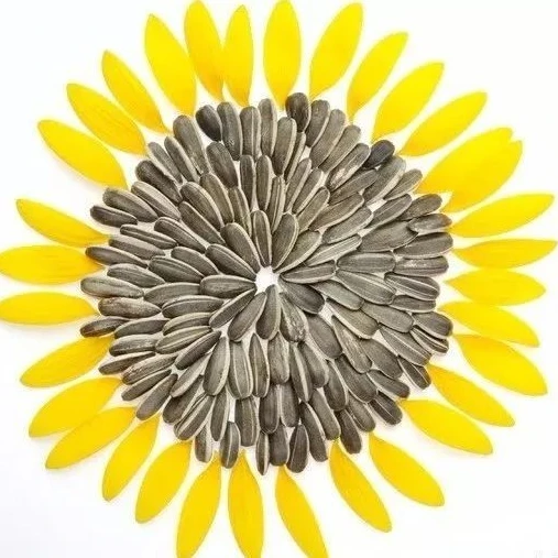 2023 Wholesale bulk biggest size Raw Sunflower Seeds Black White 361